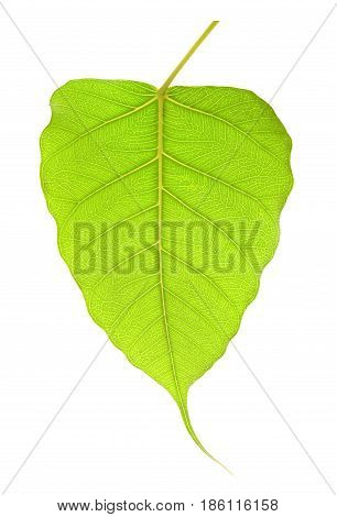 Green bho leaf isolated on white background