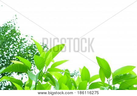 Fresh green leaves on white bavkground .