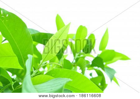 Fresh green leaves on white bavkground .