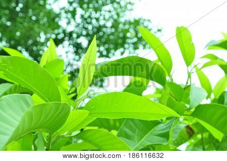 Fresh green leaves on white bavkground .