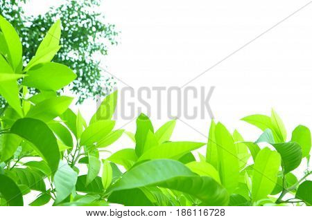 Fresh green leaves on white bavkground .