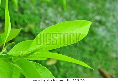 Fresh green leaves on white bavkground .