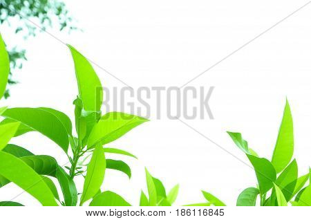 Fresh green leaves on white bavkground .