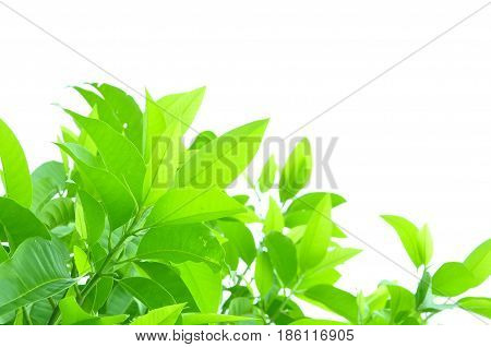 Fresh green leaves on white bavkground .