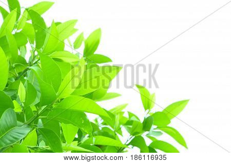 Fresh green leaves on white bavkground .