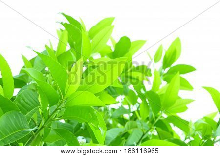 Fresh green leaves on white bavkground .