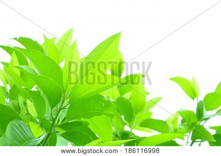 Fresh green leaves on white bavkground .