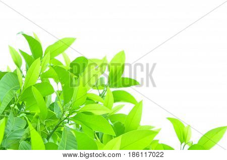 Fresh green leaves on white bavkground .