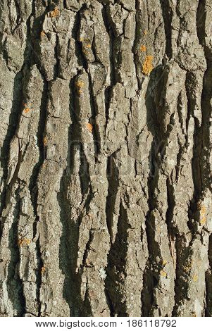Texture of a bark of a large poplar close-up.