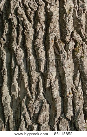 Texture of a bark of a large poplar close-up.
