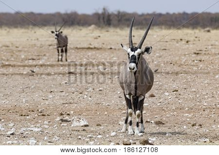 Portrait Of Standing Antelope In The Etosha National Park