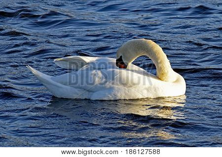 Swimming swan on a windy blue lake