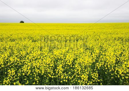 Yellow rape field and gray cloudy sky