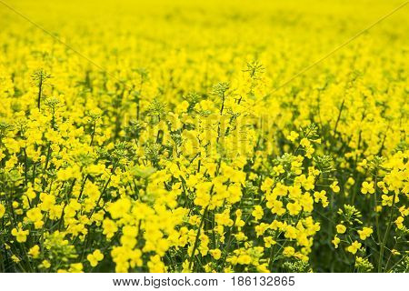 Yellow rape field and gray cloudy sky