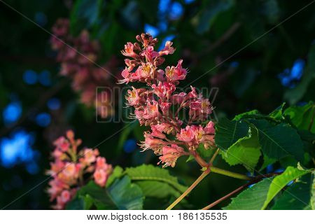 Red horse-chestnut, Aesculus carnea, hybrid Aesculus hippocastanum,