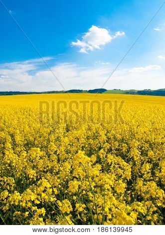 Field of rapeseed, aka canola or colza. Rural landscape with blue sky and white clouds. Spring and green energy theme, Czech Republic, Europe.