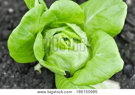 butterhead lettuce or lactuca sativa capitata in vegetable garden