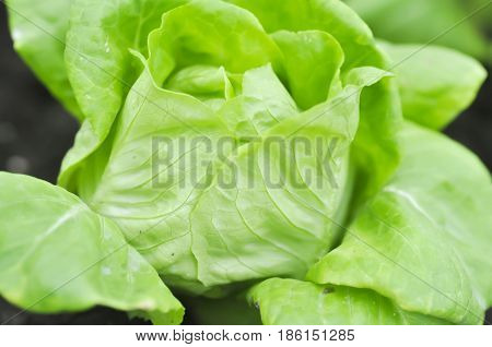 butterhead lettuce or lactuca sativa capitata in vegetable garden