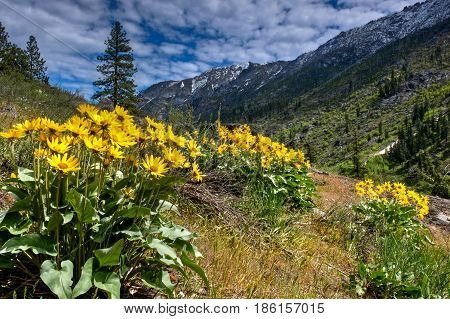 Arnica or balsamroot blooming in alpine meadows. Cascade Mountains. Portland. Oregon. The United States.