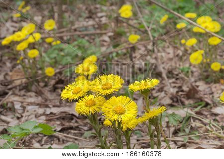 Yellow Flowers Of Coltsfoot On Still Leafless Stalk