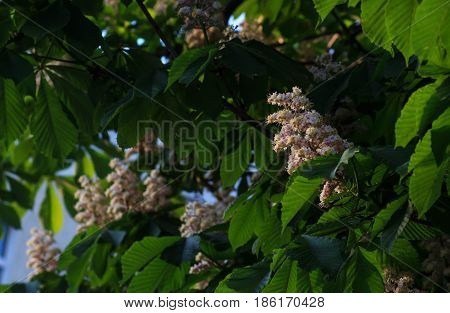 White horse-chestnut, Aesculus carnea, hybrid Aesculus hippocastanum,