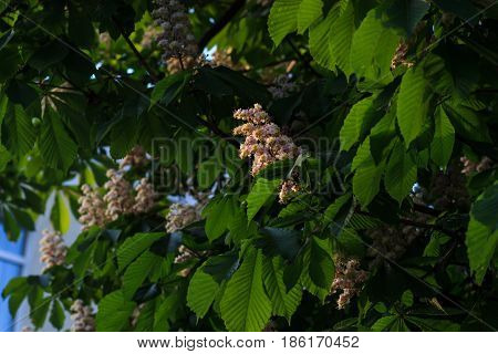 White horse-chestnut, Aesculus carnea, hybrid Aesculus hippocastanum,