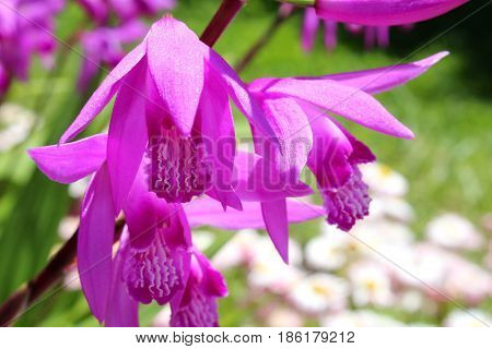 beautiful lilac flower bletilla on blurred background