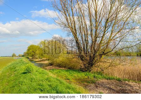 Budding willow shrub with fresh green young leaves at the bank of a river. In the foreground are many brown and yellow colored broken reed stems. It is springtime now.