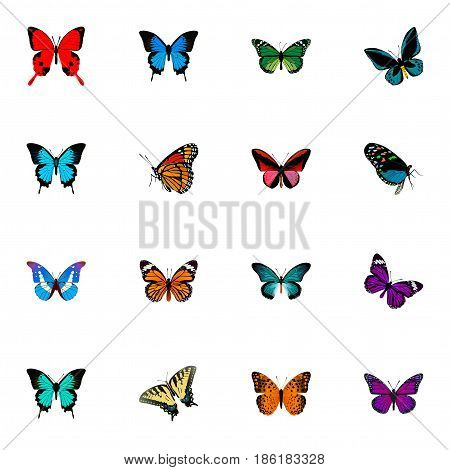 Realistic Papilio Ulysses, Hairstreak, Demophoon And Other Vector Elements. Set Of Butterfly Realistic Symbols Also Includes Fly, Orange, Morpho Objects.