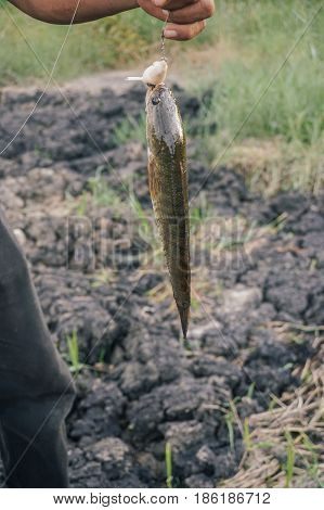 Fisherman holding a fresh snakehead fish caught in Labuan river,Malaysia.The snakeheads are members of the freshwater perciform fish family Channidae, native to parts of Africa and Asia.