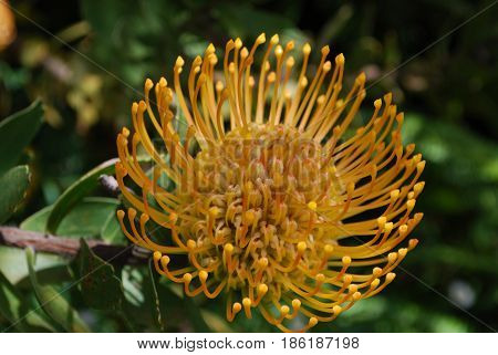 Gorgeous spikey yellow protea flower blossom flowering.