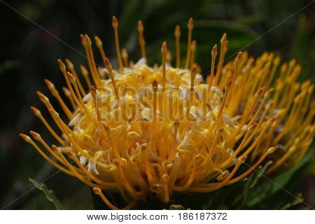 Gorgeous yellow protea flower blossom up close.