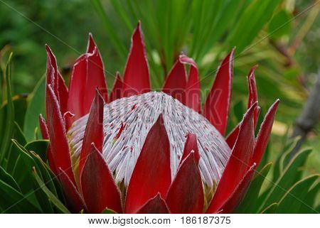 Tropical garden with a spikey red protea flower.