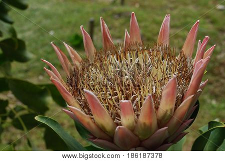 Gorgeous amazing pink protea flower in a tropical garden.