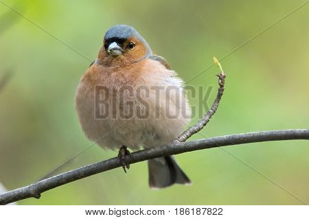 The picture shows a chaffinch on a branch