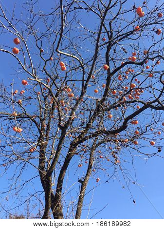 autumn persimmon tree the leaves of the persimmon trees have fallen