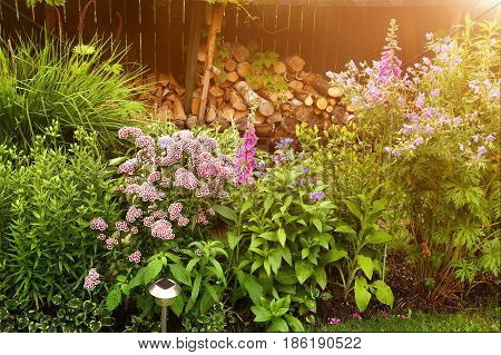 Beauriful Summer Garden Fragment With Flower Bed