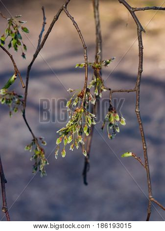 Seeds riping on branch of European white elm or Ulmus laevis close-up selective focus shallow DOF.