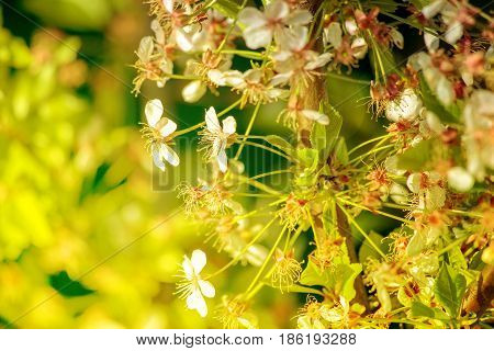 Fruit tree flowers in blossom at spring.