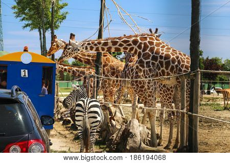 People feeding giraffes and zebras  from excursion train.