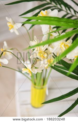white daffodils with butterflies, spring background of flowers.