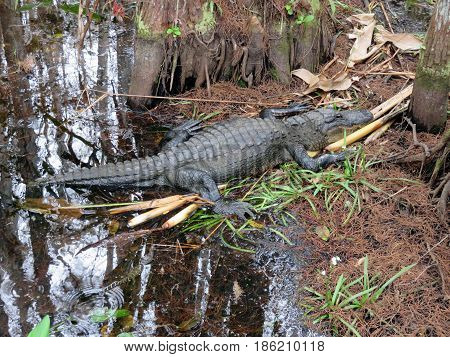 Alligator at Corkscrew Swamp Sanctuary Audubon Naples Florida