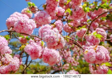 Closeup of cherry blossom in japanese park, Tokyo Downtown. Beautiful pink Sakura flower on blue sky background. Hanami concept, spring, relaxation. The cherry blossom is the national flower of Japan.