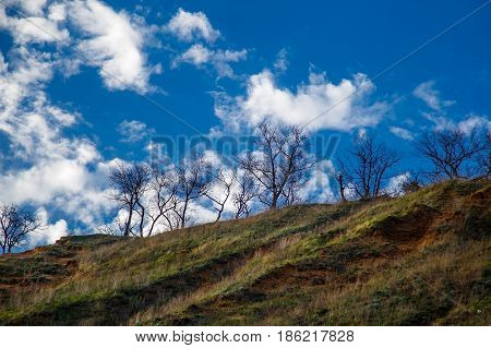 Trees Grow On The Edge Of The Mountain Against A Background Of Clouds
