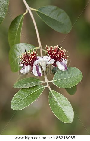 Flowers of Acca sellowiana flowering plant in the myrtle family Myrtaceae native to South america feijoa pineapple guava guavasteen.