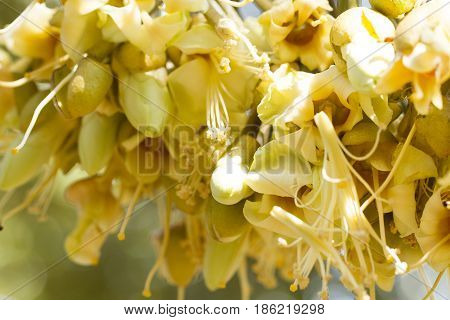 Durian flowers bud on durian tree (Selective focus)