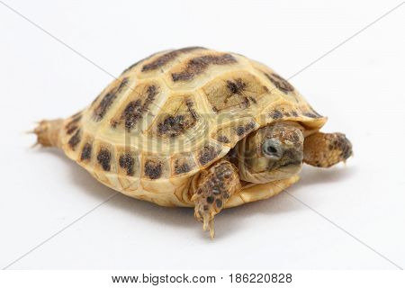 Testudo