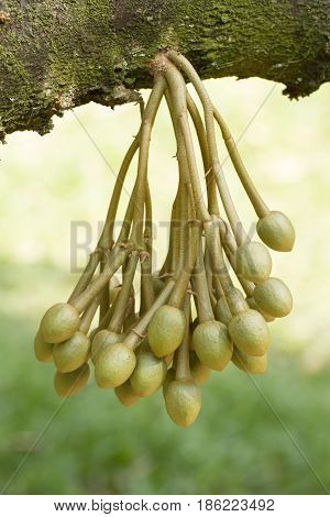 Durian flowers bud on durian tree in garden