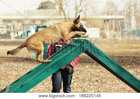 Training of working dog outdoors
