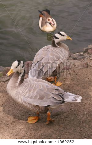 Tre gæs